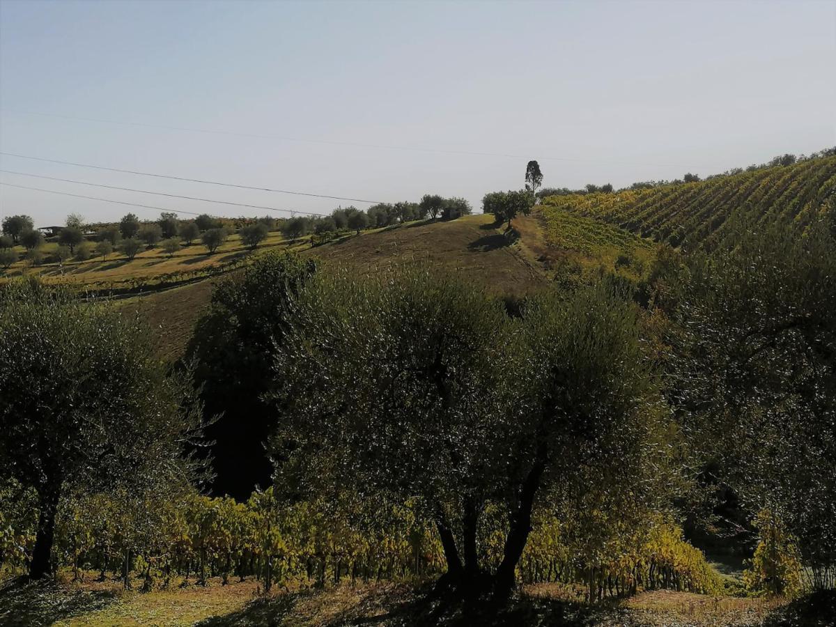 Agricamping Poggio Ai Pini Wine Camping Certaldo Eksteriør billede